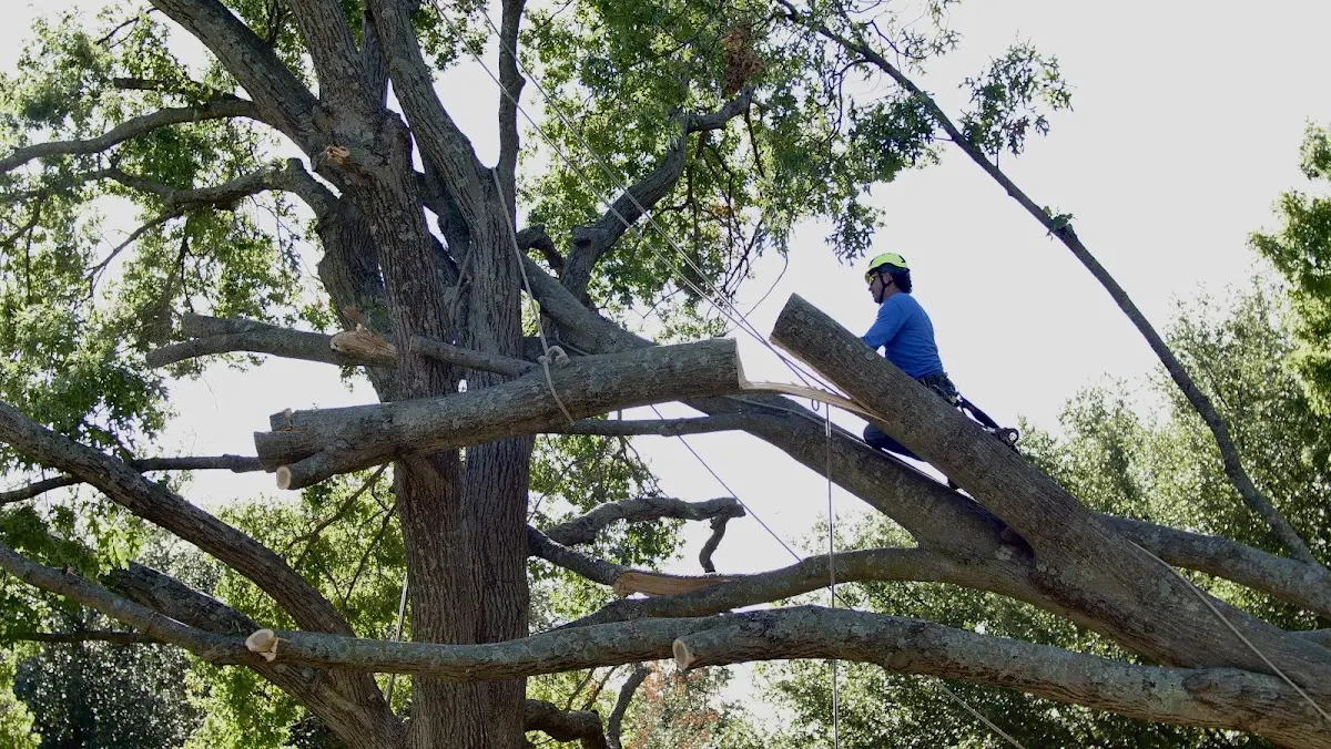Professional Crown Thinning performed by certified arborists in Helena