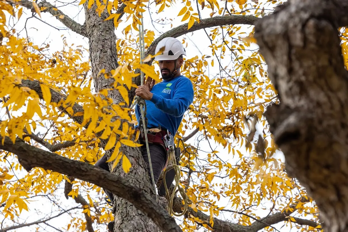 Skilled Storm Damage Cleanup crew working in Helena